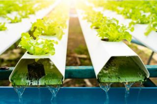 Growing vegetables with Hydroponics