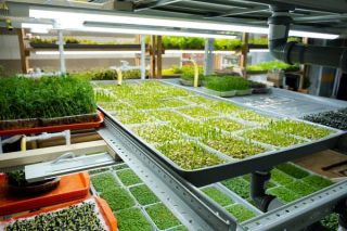 Urban microgreen farm