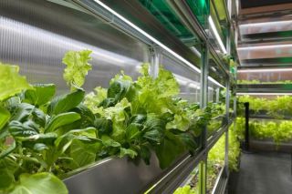 Aluminum shelves and light systems for growing micro greens