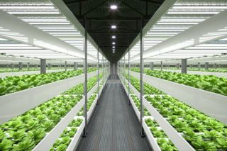 Interiors of hydroponic farm