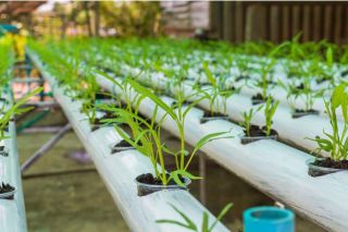 Pure Greens Container Farms for growing organic lettuce